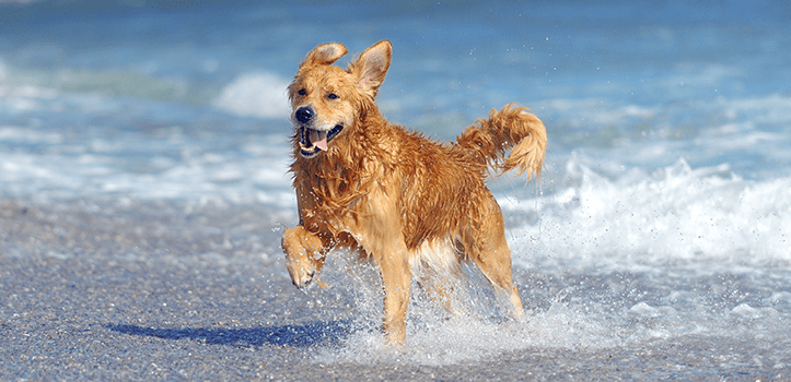 Playas para disfrutar con perros en la Región de Murcia