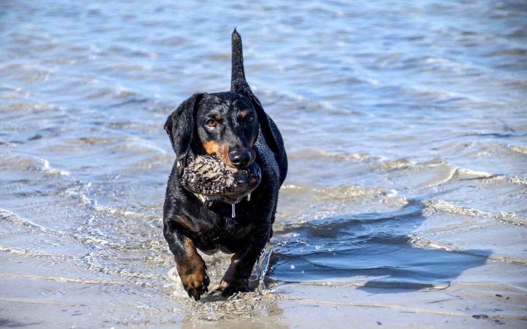 playa para perros en alicante