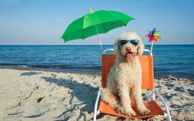 Playas para perros en Barcelona