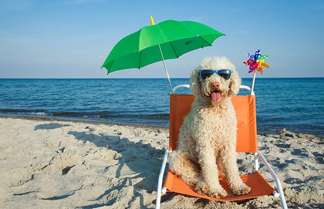 Playas para perros en Barcelona