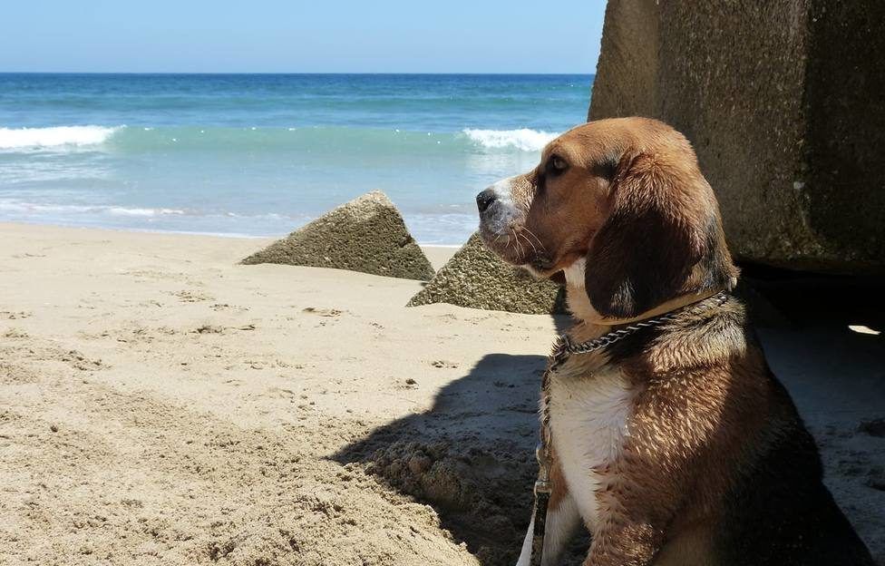 Playas para perros en Mallorca