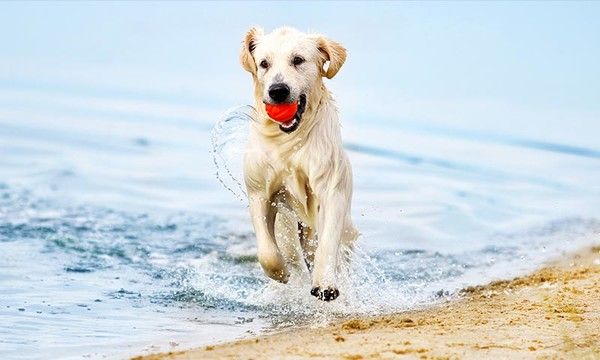 Playas para perros en Tenerife