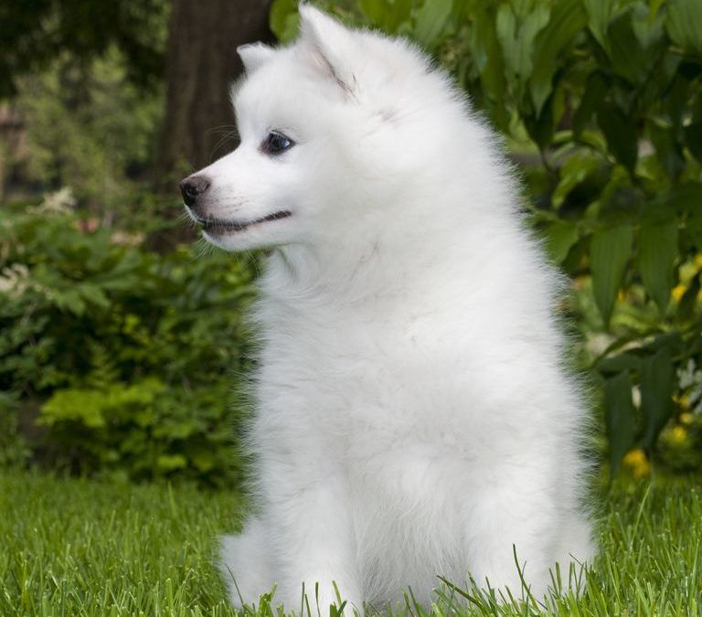 perro esquimal americano raza pequena